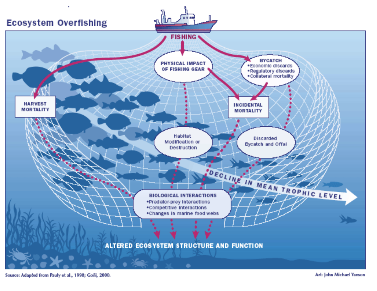 Indonesia: Fisheries Regulation and Sustainability Urgently Needed